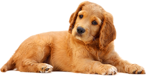 pet asking for donation
