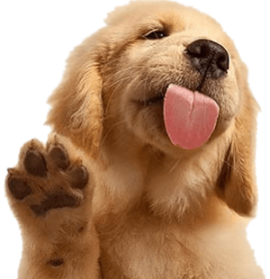 dog says goodbay
